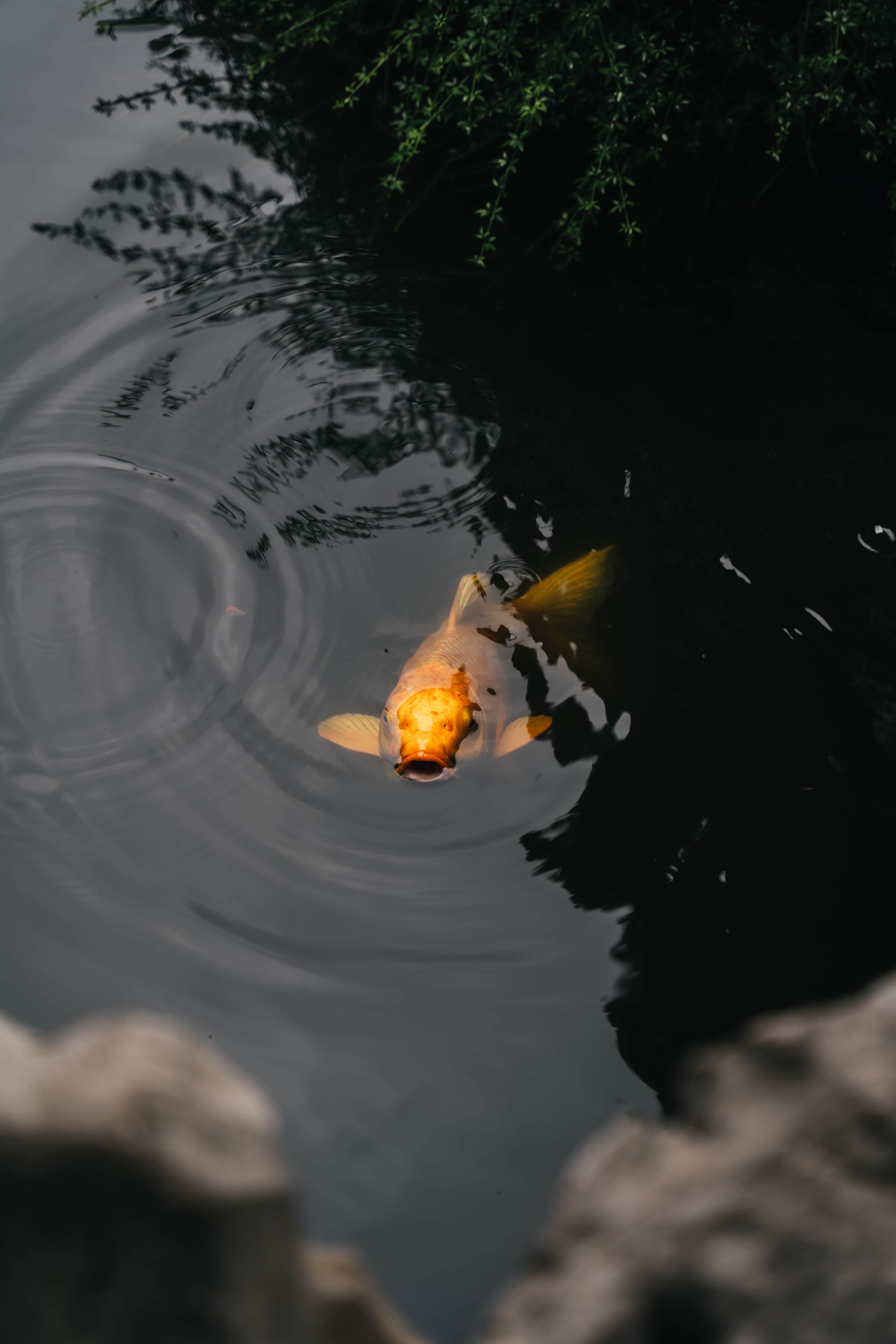 Chinese Koi Fish