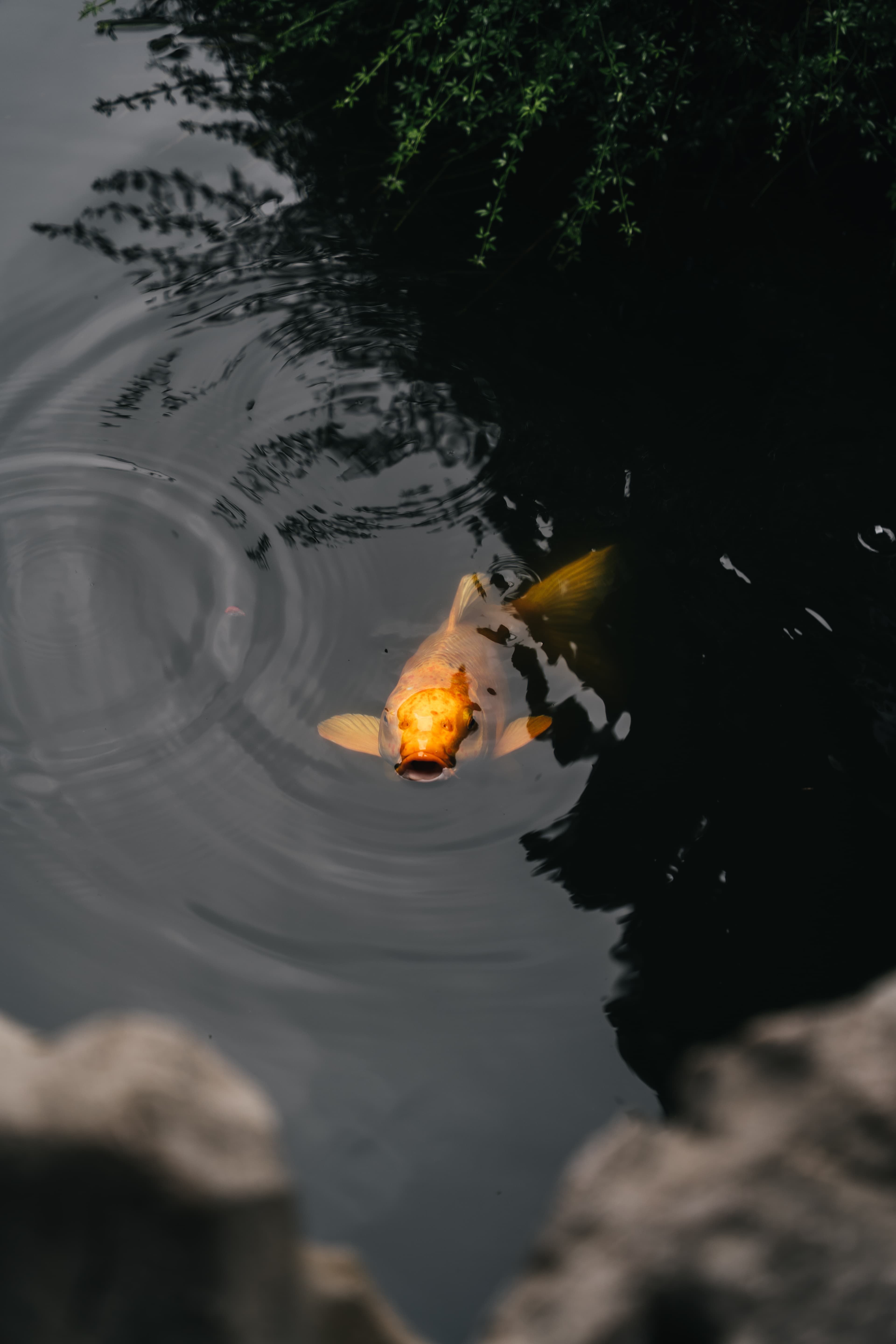 Chinese Koi Fish